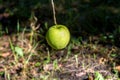 A green apple hangs low above the ground. Royalty Free Stock Photo