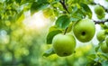 Green apple-laden tree focal point, lush garden