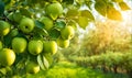 Green apple-laden tree focal point, lush garden