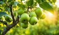 Green apple-laden tree focal point, lush garden