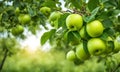 Green apple-laden tree focal point, lush garden