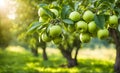 Green apple-laden tree focal point, lush garden