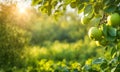 Green apple-laden tree focal point, lush garden