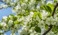 Green apple-laden tree focal point, lush garden