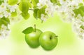 Green Apple with leaf , branch and spring flowers on blur background. Beautiful collage design for packaging Royalty Free Stock Photo