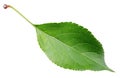 Green apple leaf on white Royalty Free Stock Photo