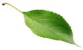 Green apple leaf on white Royalty Free Stock Photo