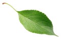 Green apple leaf on white