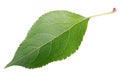 Green apple leaf on white Royalty Free Stock Photo