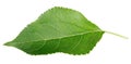 Green apple leaf on white Royalty Free Stock Photo