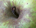 Green apple, macro Royalty Free Stock Photo