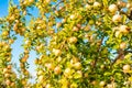 green apple orchard harvest in autumn. apple orchard harvest of fruit. Royalty Free Stock Photo