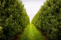 Path in an organic apple orchard with many rows of apple trees Royalty Free Stock Photo