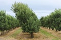 Path in an organic apple orchard with many rows of apple trees