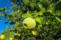 Green apple quince fruit