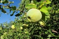 Green apple quince fruits on the tree Royalty Free Stock Photo