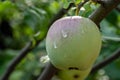 Green apple in raindrops on a branch of apple tree in the sun`s rays.