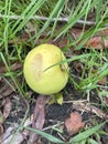 Green Apple Resting In Grass Among Fallen Leaves Royalty Free Stock Photo