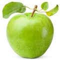 Green apple with three leaves