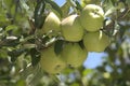 Green Apple Tree Royalty Free Stock Photo