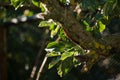 Green apple tree branch in garden, spring sun over translucent leaves. selective focus macro shot with shallow DOF