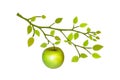 Green apple on tree branch