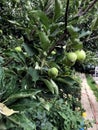 Green apple on a tree branch. It grows in the courtyard