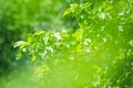 Green apple tree branch on a summer natural background. Soft focus