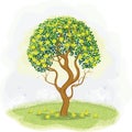 Green apple tree Royalty Free Stock Photo