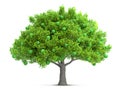 a green apple tree isolated 3D illustration Royalty Free Stock Photo