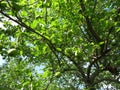 Green Apple Tree in July in Summer Royalty Free Stock Photo