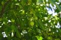 Green apple tree with lots of apples growing Royalty Free Stock Photo