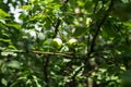 Green apple tree with red and green apples