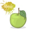 Green apple vector illustration Royalty Free Stock Photo