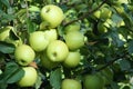 Green apples Royalty Free Stock Photo
