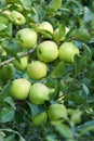 Green apples Royalty Free Stock Photo