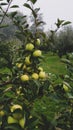 Green apple tree in Ohio Royalty Free Stock Photo