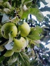 Green apples on an apple tree branch in the garden on a sunny day Royalty Free Stock Photo