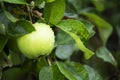 Green apples on an apple tree during the rain. Water drops on the surface of fruits and leaves Royalty Free Stock Photo