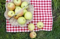 Green apples in a basket on the grass Royalty Free Stock Photo