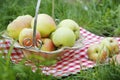 Green apples in a basket on the grass Royalty Free Stock Photo