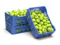 Green apples in blue plastic crates isolated on white background