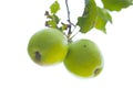 Green apples on Branch Royalty Free Stock Photo