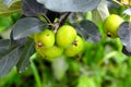 Green apples on a branch of an apple tree in the garden. Royalty Free Stock Photo