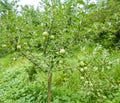 Green apples on the branch of apple tree in orchard