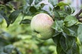 Green apples on a branch of an Apple tree after the rain. Royalty Free Stock Photo