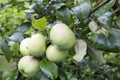 Green apples on a branch of an Apple tree after the rain. Royalty Free Stock Photo