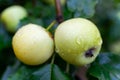 Green apples on a branch of an apple tree. Apples with raindrops Royalty Free Stock Photo