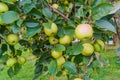 Green apples on a branch of an apple tree Royalty Free Stock Photo