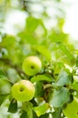 Green apples in a branch full of leaves Royalty Free Stock Photo